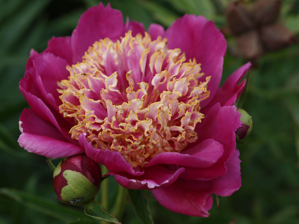 Paeonia lactiflora 'Sword Dance'